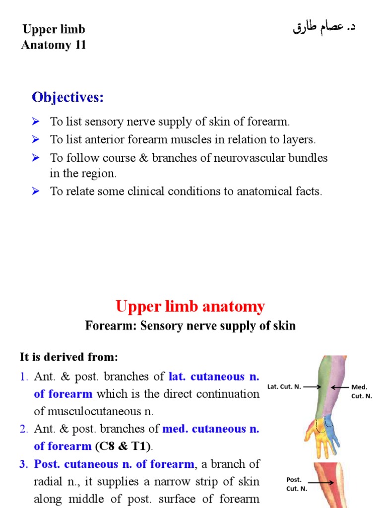 Forearm Anatomy for Medical Students | PDF | Hand | Human Anatomy