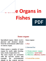 Sense Organ in Fishes