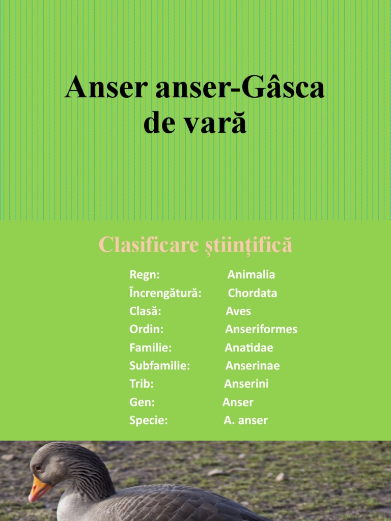 Anser Anser Gâsca de Vară | PDF