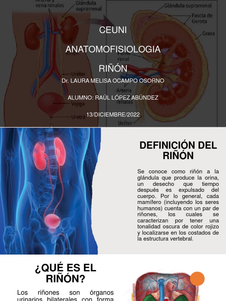 Riñon | PDF | Riñón | Sangre