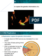 8.3 DNA Replication