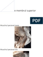 Disectie Membrul Superior