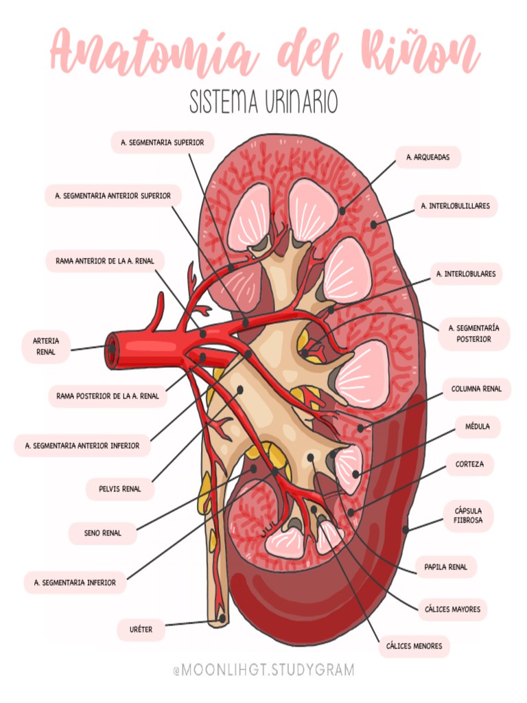 Anatomía del Riñón Humano | PDF