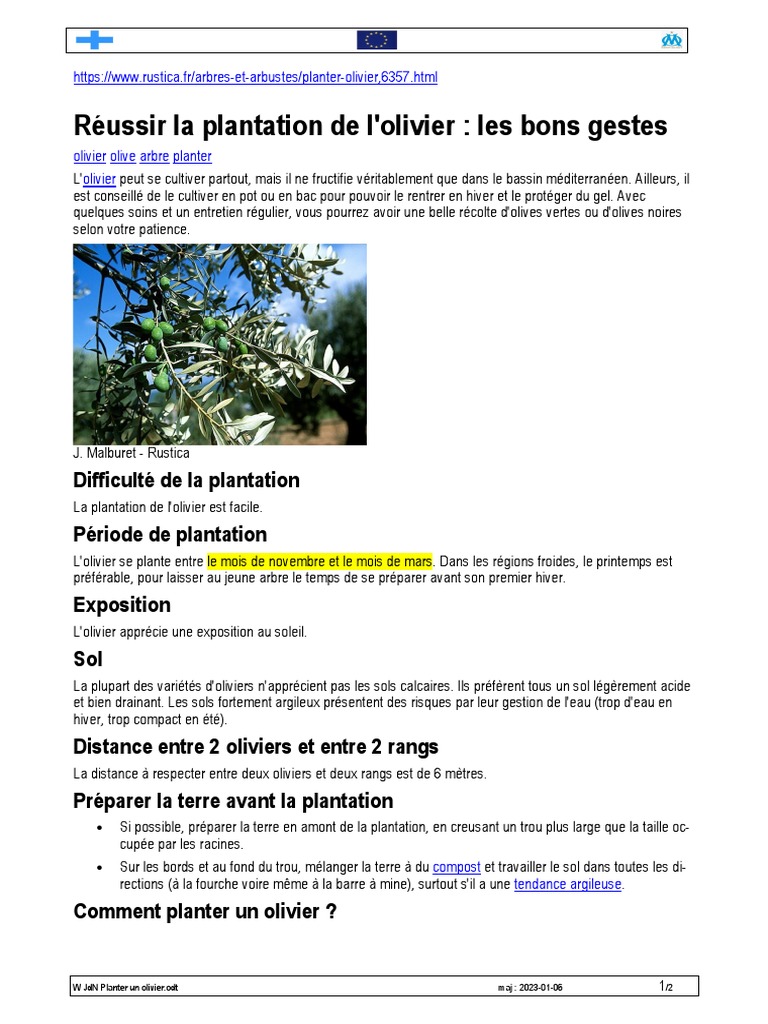 Guide de plantation d'un olivier | PDF | Racine | Sol (pédologie)