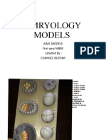 Emryology Model