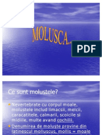 MOLUSTELE