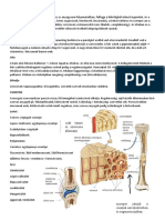 BŐR És Vázrendszer