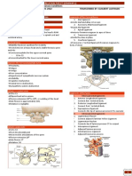 .4 Cervical and Thoracic P3