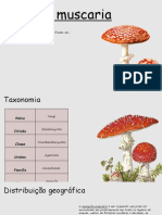 Amanita Muscaria