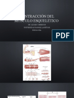 Contracción Del Músculo Esquelético