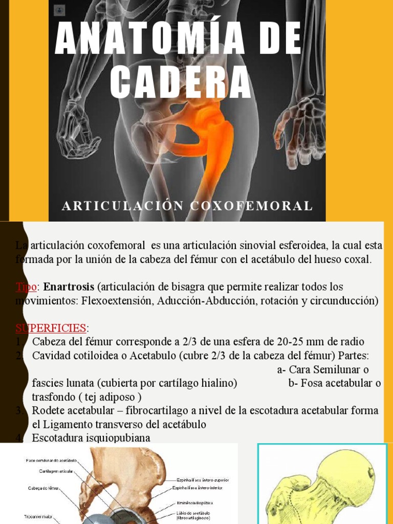 Anatomía de Cadera (YO) | Descargar gratis PDF | Sistema