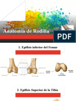 Anatomía de la rodilla: estructuras óseas y ligamentosas