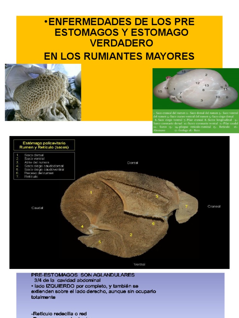 Enfermedades del Estómago en Rumiantes | PDF