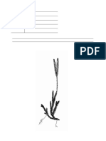 2022-2023 SIOFVB1 Vežba3 Lycopodium Selaginella