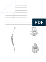 2022-2023 SIOFVB1 Vežba2 Polytrichum Sphagnum