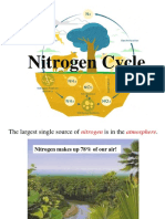 Nitrogen Cycle Explained