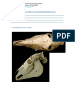 Atividade AV2 - Anatomia Osteomio Articula (Roteiro Novo)