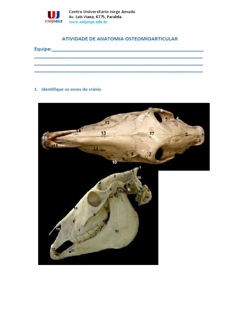 Identificação De Estruturas ósseas E Articulares Em Atividade De