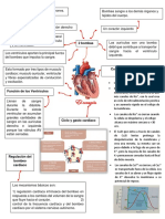 Función y regulación de los ventrículos del corazón