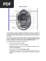 Anatomía y Fisiología de la Lengua | PDF | Lengua | Labio