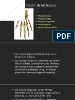Clasificación de Los Huesos