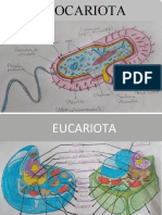 Dibujo de Eucariota y Procariota