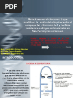 Download Mutaciones en el citocromo b que modifican la   unin del ubiquinol entre el complejo del  citocromo bc1 y confiere resistencia a drogas antimalariales en Saccharomyces cerevisiae by miguel angel SN6184587 doc pdf
