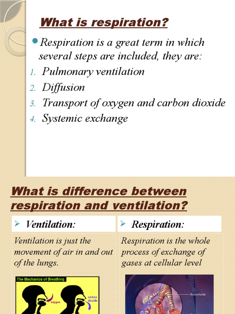 WHAT IS VENTILATION BREATHING AND HOW DOES IT WORK visual data 2