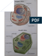 THE CELL ANIMAL, PLANT