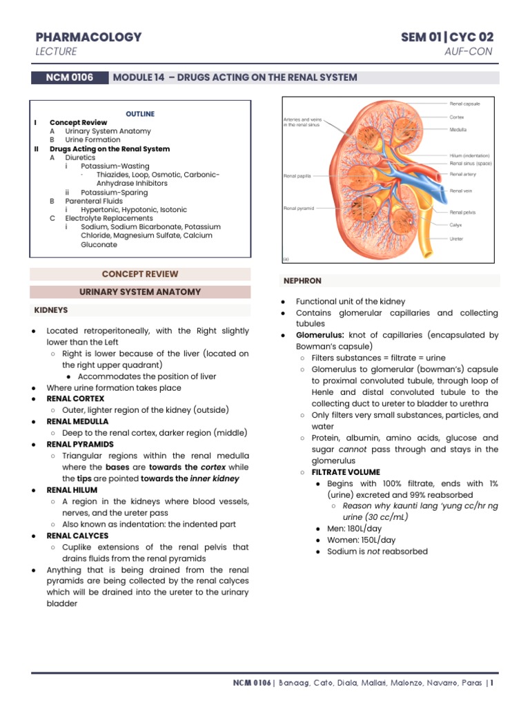 Diuretics and Renal System Pharmacology | PDF | Kidney | Urinary System