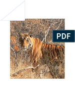 Ranthambhore National Park home tigers Aravali
