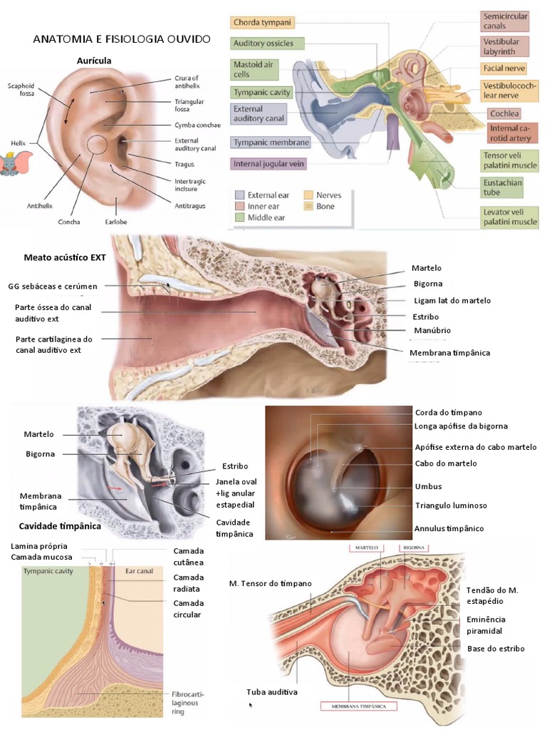 Anatomia e Fisiologia Ouvido | PDF | Audição | Orelha
