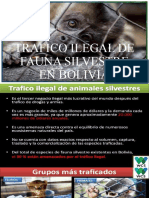 Trafico Ilegal de Fauna Silvestre en Bolivia