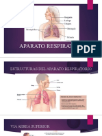 Sistema Respiratorio