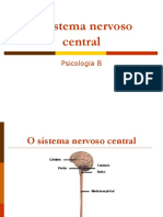 O sistema nervoso central e suas principais estruturas e funções