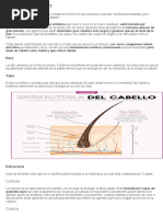 Estructura Del Cabello | PDF | Pelo | Cabello humano