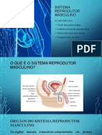 Sistema reprodutor masculino órgãos e funções