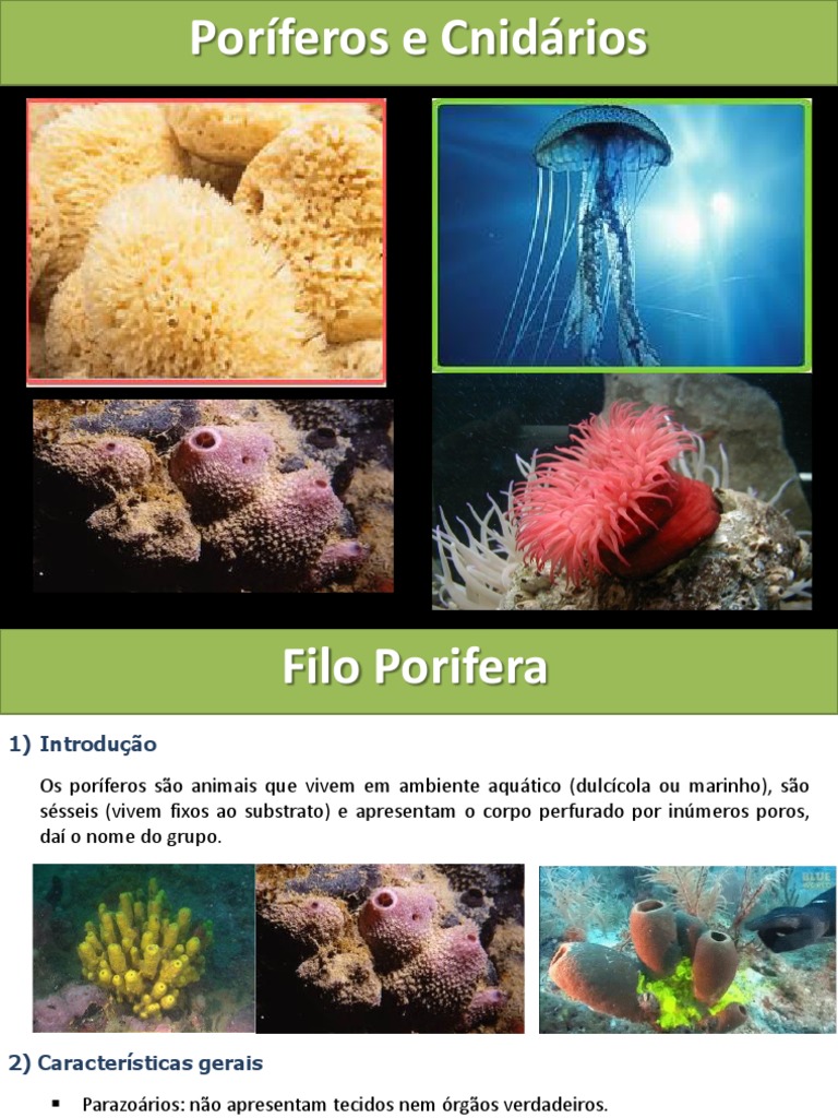 Características de Poríferos e Cnidários | PDF | Esponja | Biologia