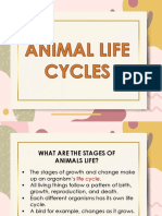 Day 4-Animal Life Cycles