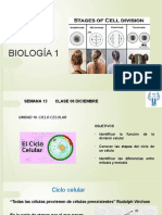 S13 C25 Ciclo Celular 06 de Diciembre