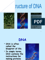 Dna Structure1