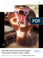 King cobra snakes facts scary animal