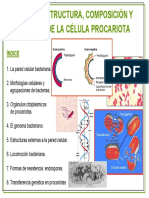 Tema 05. Estructura, Composición y Función de La Célula Procariota