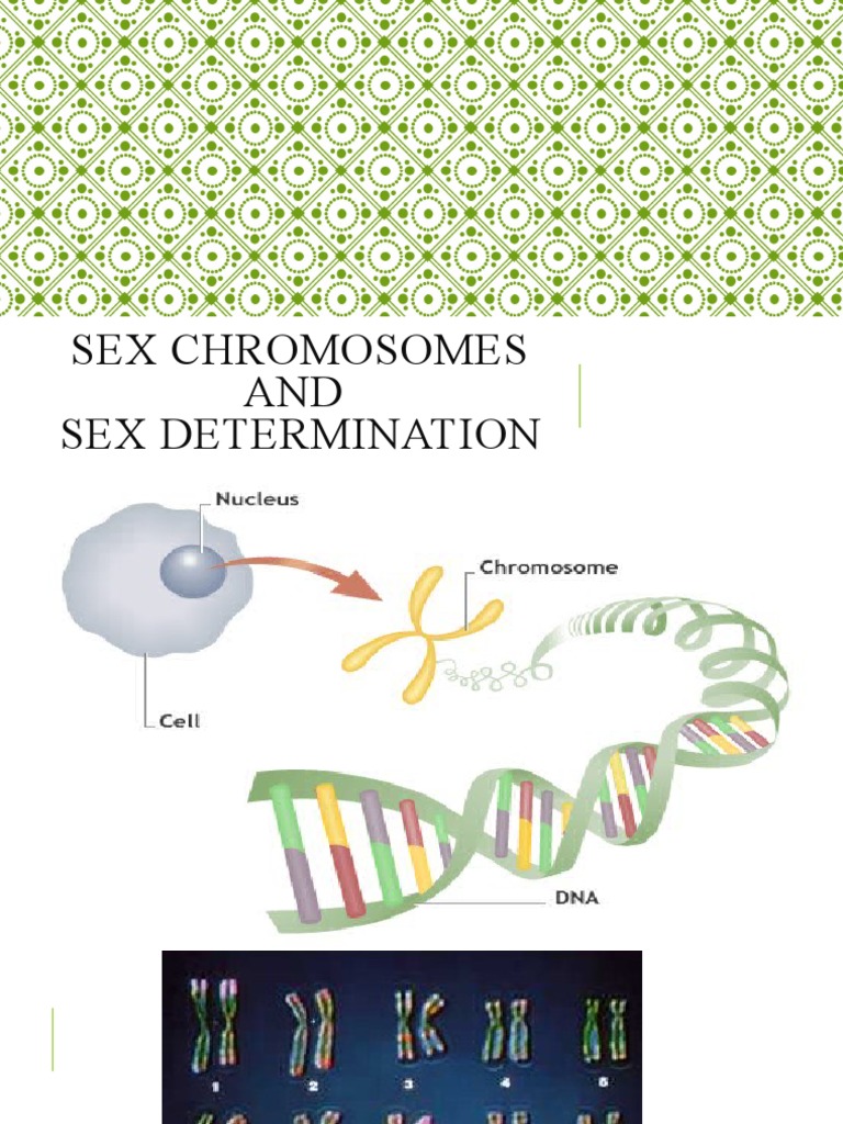 Sex Chromosomes and Sex Determination | PDF | Sex | Male