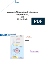 Reactions of Pyruvate Dehydrogenase Complex (PDC) and Krebs Cycle