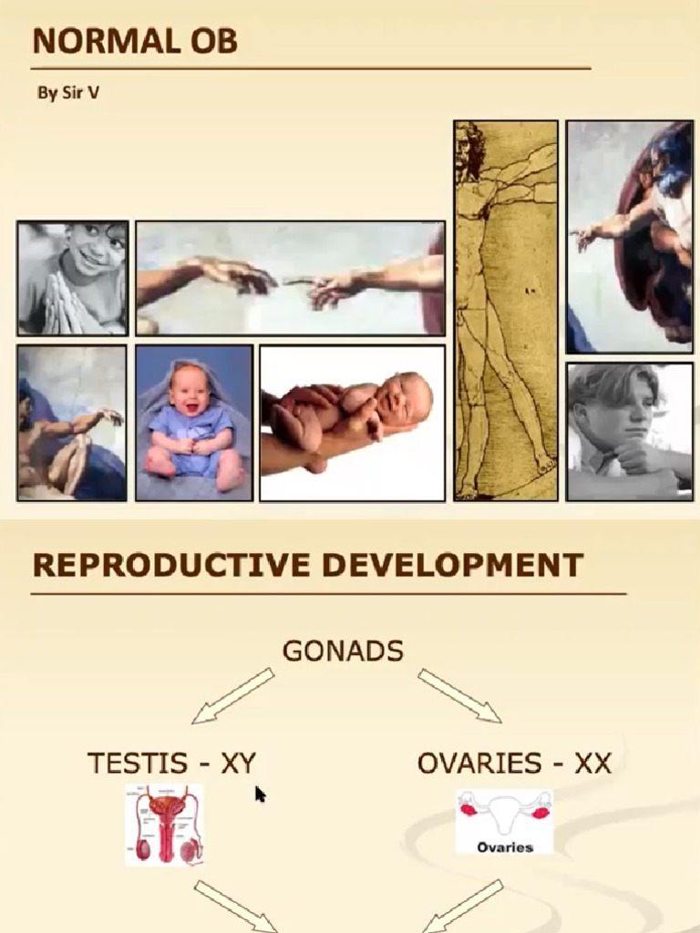 Male Reproductive Anatomy | PDF