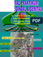 Demo Tutorial Praktikum Cadaver Sistem Genito-Urinarius 2014