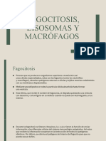 Fagocitosis, Lisosomas y Macrófagos