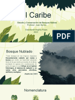 El Caribe - Bosques Montanos - Rojas, VE.