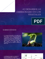 Desarrollo Embrionario en Vegetales